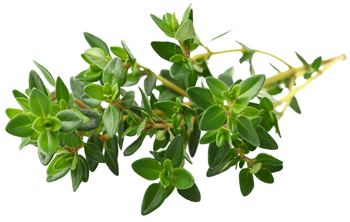 Thyme Herb
